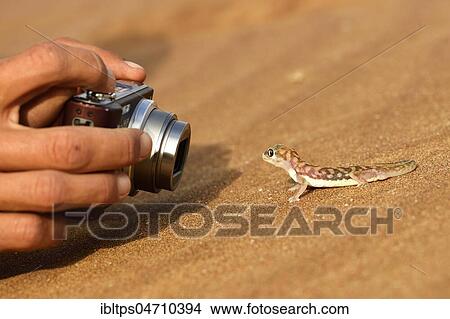 Palmato-Gecko is photographed, Namib Desert near Swakopmund, Namibia, Africa View Large Photo Image Picture - Palmato-Gecko is photographed, Namib Desert near Swakopmund, Namibia, Africa. Fotosearch