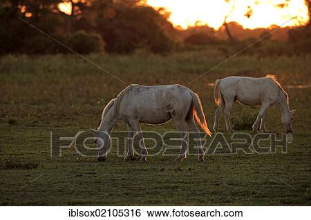 Pantaneiro horses, adult, grazing, Pantanal, Brazil, South America View Large Photo Image Stock Photograph - Pantaneiro horses, adult, grazing, Pantanal, Brazil, South America. Fotosearch