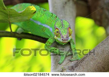 Panther Chameleon (Furcifer pardalis), male, foraging, Madagascar, Africa View Large Photo Image Picture - Panther Chameleon (Furcifer pardalis), male, foraging, Madagascar, Africa. Fotosearch