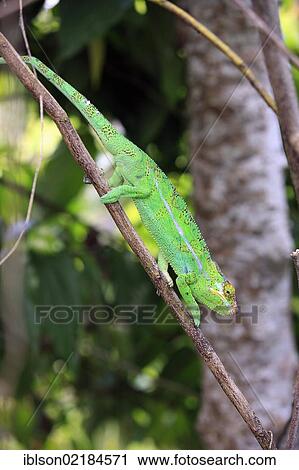 Panther Chameleon (Furcifer pardalis), male, foraging, Madagascar, Africa View Large Photo Image Stock Image - Panther Chameleon (Furcifer pardalis), male, foraging, Madagascar, Africa. Fotosearch