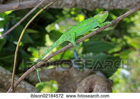 Panther Chameleon (Furcifer pardalis), male, foraging, Madagascar, Africa View Large Photo Image Stock Image - Panther Chameleon (Furcifer pardalis), male, foraging, Madagascar, Africa. Fotosearch