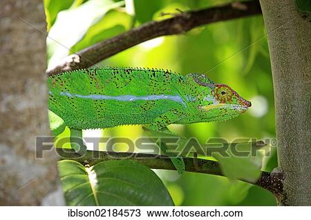 Stock Image - Panther Chameleon (Furcifer pardalis), male, foraging, Madagascar, Africa. Fotosearch