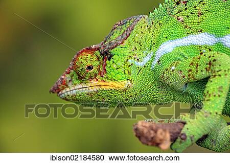 Panther Chameleon (Furcifer pardalis), male, portrait, Madagascar, Africa View Large Photo Image Stock Image - Panther Chameleon (Furcifer pardalis), male, portrait, Madagascar, Africa. Fotosearch