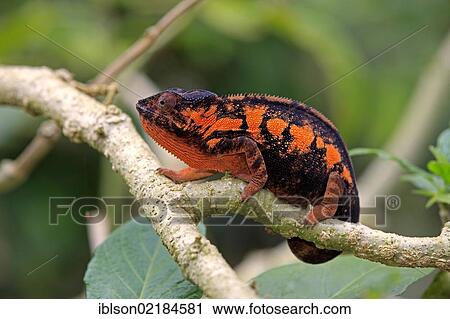Panther Chameleon (Furcifer pardalis), female, foraging, Madagascar, Africa View Large Photo Image Stock Image - Panther Chameleon (Furcifer pardalis), female, foraging, Madagascar, Africa. Fotosearch
