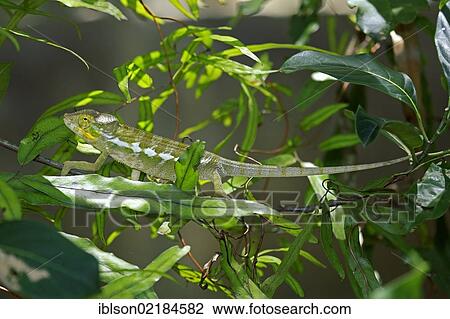 Panther Chameleon (Furcifer pardalis), juvenile, foraging, Madagascar, Africa View Large Photo Image Stock Image - Panther Chameleon (Furcifer pardalis), juvenile, foraging, Madagascar, Africa. Fotosearch