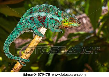 Panther chameleon (Furcifer pardalis), male on a branch, Ambanja, Northwest Madagascar, Madagascar, Africa View Large Photo Image Stock Photograph - Panther chameleon (Furcifer pardalis), male on a branch, Ambanja, Northwest Madagascar, Madagascar, Africa. Fotosearch