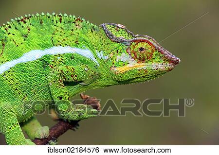 Panther Chameleon (Furcifer pardalis), male, Madagascar, Africa View Large Photo Image Stock Photograph - Panther Chameleon (Furcifer pardalis), male, Madagascar, Africa. Fotosearch