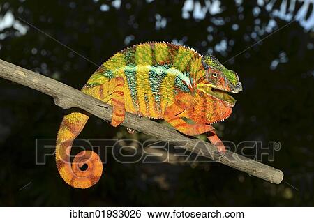 Panther chameleon (Furcifer pardalis), male in the northwest of Madagascar, Africa, Indian Ocean View Large Photo Image Stock Photograph - Panther chameleon (Furcifer pardalis), male in the northwest of Madagascar, Africa, Indian Ocean. Fotosearch