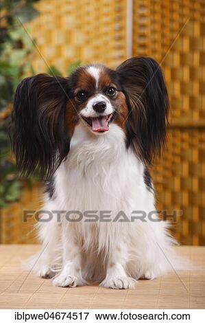 Papillon, bitch, butterfly dog, continental dwarf spaniel, sitting View Large Photo Image Stock Photo - Papillon, bitch, butterfly dog, continental dwarf spaniel, sitting. Fotosearch
