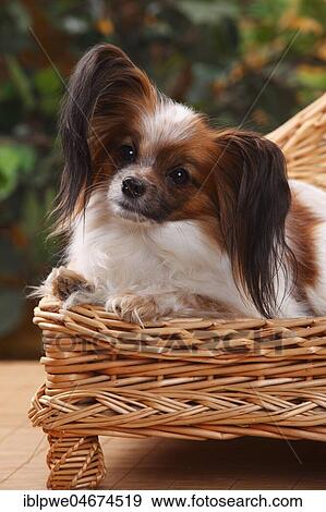 Papillon, bitch, butterfly dog, continental dwarf spaniel View Large Photo Image Stock Photo - Papillon, bitch, butterfly dog, continental dwarf spaniel. Fotosearch