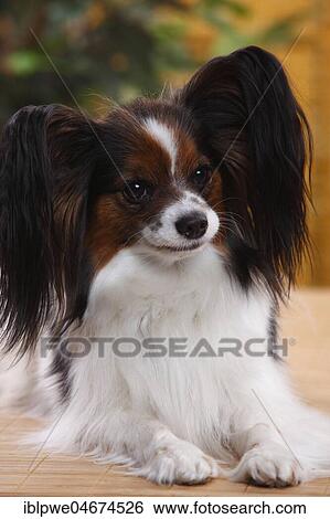 Stock Photograph - Papillon, Bitch, Butterfly dog, Continental Dwarf Spaniel, animal portrait. Fotosearch