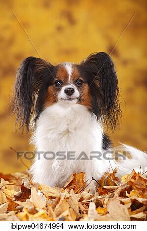 Papillon, butterfly dog, continental dwarf spaniel, sitting in autumn leaves View Large Photo Image Picture - Papillon, butterfly dog, continental dwarf spaniel, sitting in autumn leaves. Fotosearch