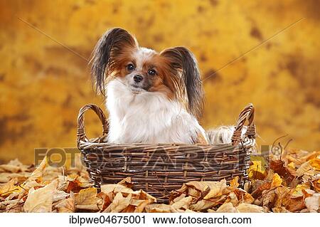 Papillon, butterfly dog, continental dwarf spaniel sitting in a basket in autumn leaves View Large Photo Image Stock Image - Papillon, butterfly dog, continental dwarf spaniel sitting in a basket in autumn leaves. Fotosearch