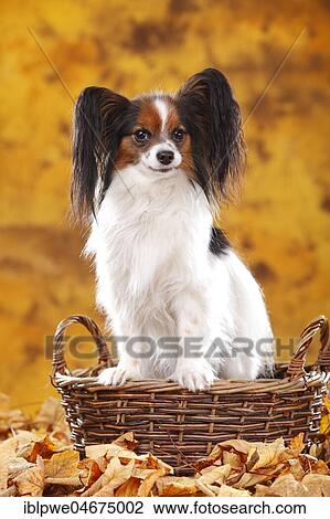 Papillon, butterfly dog, continental dwarf spaniel sitting in a basket in autumn leaves View Large Photo Image Stock Image - Papillon, butterfly dog, continental dwarf spaniel sitting in a basket in autumn leaves. Fotosearch