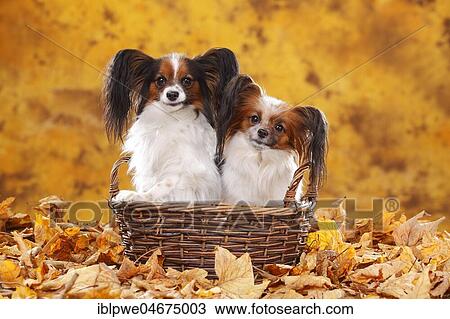 Papillon, butterfly dog, continental dwarf spaniel, two dogs sitting in a basket in autumn leaves View Large Photo Image Stock Image - Papillon, butterfly dog, continental dwarf spaniel, two dogs sitting in a basket in autumn leaves. Fotosearch