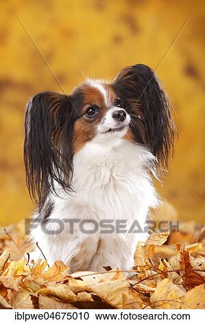 Stock Image - Papillon, butterfly dog, continental dwarf spaniel, sitting in autumn leaves. Fotosearch