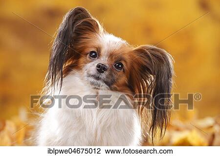 Papillon, butterfly dog, continental dwarf spaniel, animal portrait, autumnal View Large Photo Image Stock Image - Papillon, butterfly dog, continental dwarf spaniel, animal portrait, autumnal. Fotosearch