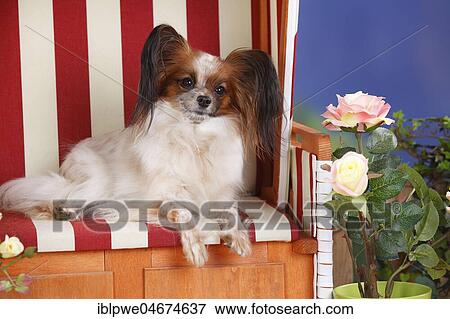Stock Photo - Papillon, butterfly dog, continental dwarf spaniel lies in the red-white beach chair. Fotosearch