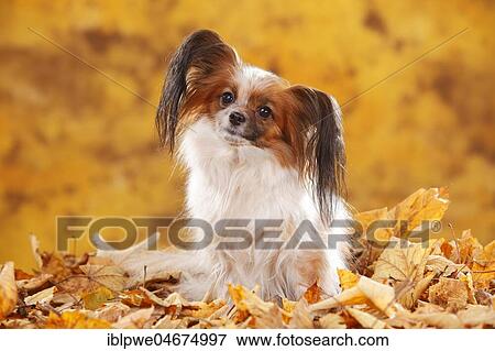 Stock Photo - Papillon, butterfly dog, continental dwarf spaniel, sitting in autumn leaves. Fotosearch