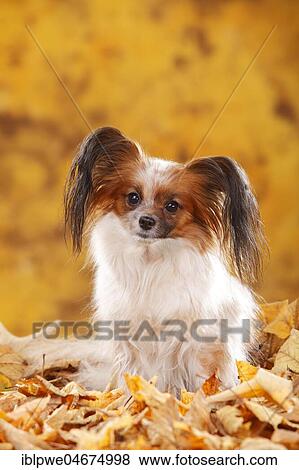 Papillon, butterfly dog, continental dwarf spaniel, sitting in autumn leaves View Large Photo Image Stock Photo - Papillon, butterfly dog, continental dwarf spaniel, sitting in autumn leaves. Fotosearch