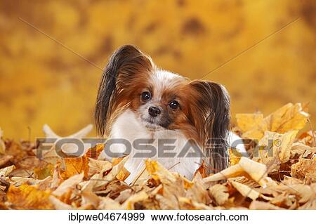 Papillon, butterfly dog, continental dwarf spaniel, lies in autumn leaves View Large Photo Image Stock Photo - Papillon, butterfly dog, continental dwarf spaniel, lies in autumn leaves. Fotosearch