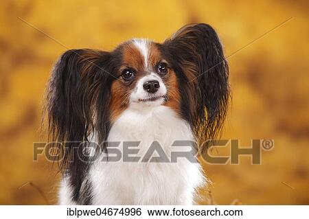 Papillon, butterfly dog, continental dwarf spaniel, animal portrait, autumnal View Large Photo Image Stock Photograph - Papillon, butterfly dog, continental dwarf spaniel, animal portrait, autumnal. Fotosearch