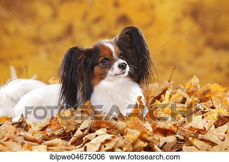 Stock Photograph - Papillon, butterfly dog, continental dwarf spaniel, sitting in autumn leaves. Fotosearch