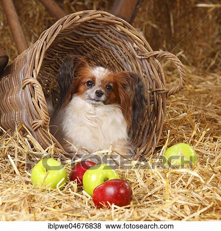 Papillon, female sitting in basket, with apples, autumn decoration View Large Photo Image Stock Photo - Papillon, female sitting in basket, with apples, autumn decoration. Fotosearch