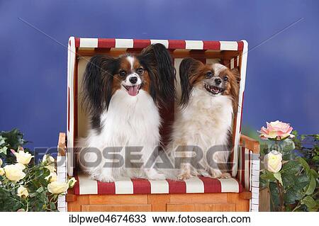 Stock Image - Papillons, butterfly puppies, continental dwarf spaniel in red-white beach chair. Fotosearch
