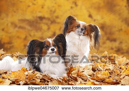 Papillons, butterfly puppies, continental dwarf spaniel, two dogs sitting in autumn leaves View Large Photo Image Stock Photo - Papillons, butterfly puppies, continental dwarf spaniel, two dogs sitting in autumn leaves. Fotosearch