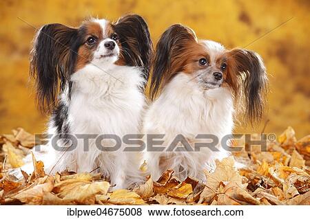 Stock Photo - Papillons, butterfly puppies, continental dwarf spaniel, two dogs sitting in autumn leaves. Fotosearch