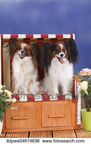 Papillons, butterfly puppies, continental dwarf spaniel, in red-white beach chair View Large Photo Image Stock Photograph - Papillons, butterfly puppies, continental dwarf spaniel, in red-white beach chair. Fotosearch