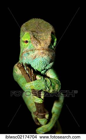Picture - Parson's Chameleon (Calumma parsonii), female, Madagascar, Africa. Fotosearch