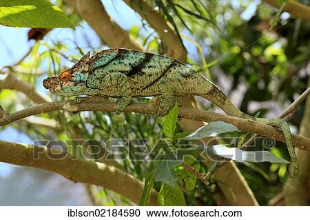 Parson's Chameleon (Calumma parsonii), male, foraging, Madagascar, Africa View Large Photo Image Stock Image - Parson's Chameleon (Calumma parsonii), male, foraging, Madagascar, Africa. Fotosearch