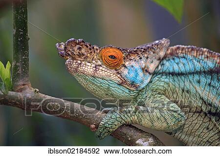 Parson's Chameleon (Calumma parsonii), male, portrait, Madagascar, Africa View Large Photo Image Stock Image - Parson's Chameleon (Calumma parsonii), male, portrait, Madagascar, Africa. Fotosearch