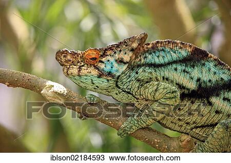 Stock Image - Parson's Chameleon (Calumma parsonii), male, portrait, Madagascar, Africa. Fotosearch