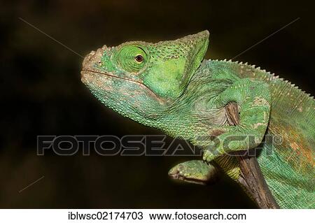 Stock Image - Parson's Chameleon (Calumma parsonii), Madagascar, Africa. Fotosearch