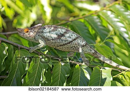 Parson's Chameleon (Calumma parsonii), male, foraging, Madagascar, Africa View Large Photo Image Stock Photo - Parson's Chameleon (Calumma parsonii), male, foraging, Madagascar, Africa. Fotosearch