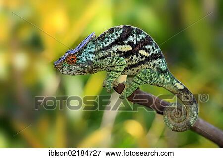 Parson's Chameleon (Calumma parsonii), male, Madagascar, Africa View Large Photo Image Stock Photo - Parson's Chameleon (Calumma parsonii), male, Madagascar, Africa. Fotosearch