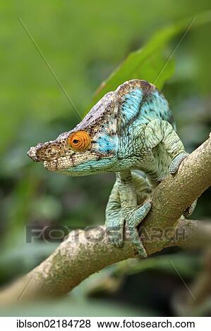 Parson's Chameleon (Calumma parsonii), male, foraging, Madagascar, Africa View Large Photo Image Stock Photo - Parson's Chameleon (Calumma parsonii), male, foraging, Madagascar, Africa. Fotosearch