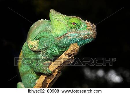 Parson's Chameleon (Calumma parsonii), female, Madagascar, Africa View Large Photo Image Stock Photo - Parson's Chameleon (Calumma parsonii), female, Madagascar, Africa. Fotosearch