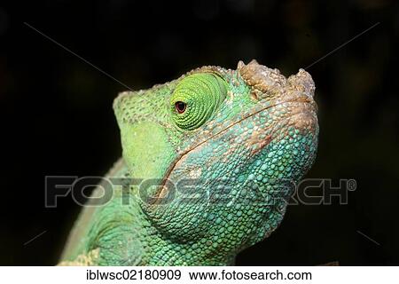 Parson's Chameleon (Calumma parsonii), female, portrait, Madagascar, Africa View Large Photo Image Stock Photo - Parson's Chameleon (Calumma parsonii), female, portrait, Madagascar, Africa. Fotosearch