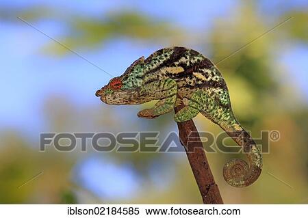 Parson's Chameleon (Calumma parsonii), male, Madagascar, Africa View Large Photo Image Stock Photography - Parson's Chameleon (Calumma parsonii), male, Madagascar, Africa. Fotosearch