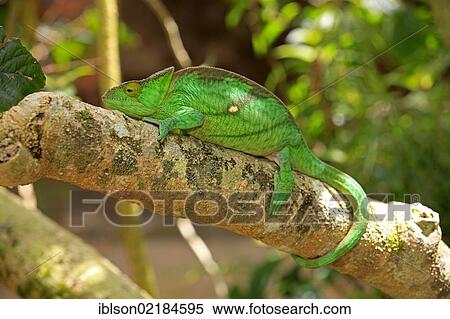Parson's Chameleon (Calumma parsonii), female, foraging, Madagascar, Africa View Large Photo Image Stock Photography - Parson's Chameleon (Calumma parsonii), female, foraging, Madagascar, Africa. Fotosearch