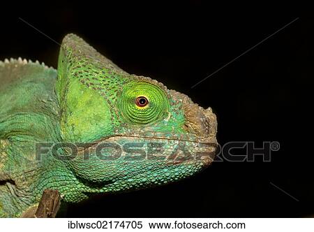 Parson's Chameleon (Calumma parsonii), Madagascar, Africa View Large Photo Image Stock Photography - Parson's Chameleon (Calumma parsonii), Madagascar, Africa. Fotosearch