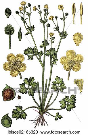 Stock Image - Pasture buttercup (Ranunculus hybridus Philonotis), medicinal plant, useful plant, chromolithograph, circa 1790. Fotosearch