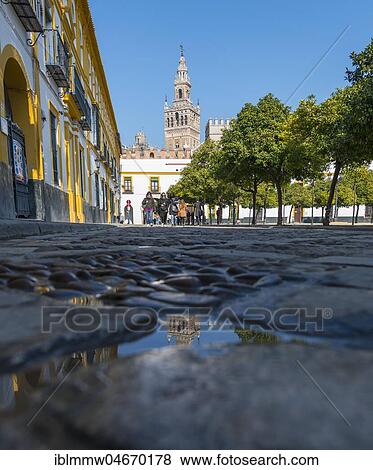 Patio de Banderas, view of La Giralda, former minaret, bell tower of the cathedral of Sevilla, Catedral de Santa Maria de la Sede, Sevilla, Andalusia, Spain, Europe View Large Photo Image Stock Photo - Patio de Banderas, view of La Giralda, former minaret, bell tower of the cathedral of Sevilla, Catedral de Santa Maria de la Sede, Sevilla, Andalusia, Spain, Europe. Fotosearch