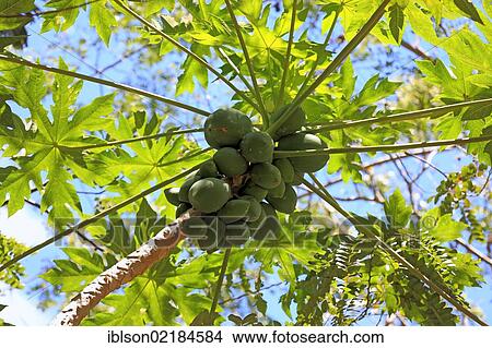 Picture - Pawpaw or Papaya (Carica papaya), fruit, Nosy Be, Madagascar, Africa. Fotosearch