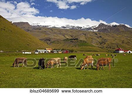 Stock Photo - Peacefully grazing cows in front of the Eyjafjallajökull glacier, Eyjafjöll, South Iceland, Iceland, Europe. Fotosearch