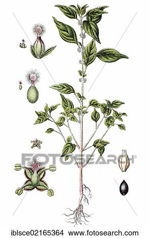 Picture - Pellitory-of-the-wall or lichwort (Parietaria officinalis, Parietaria erecta), medicinal and useful plant, chromolithograph, circa 1790. Fotosearch
